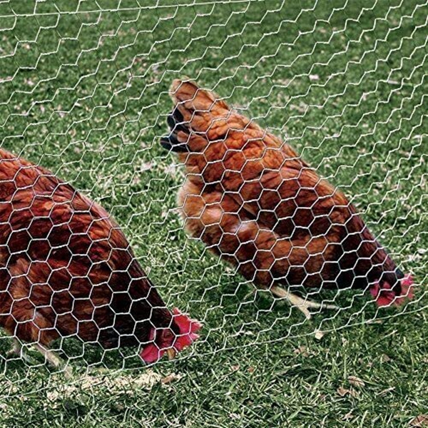 chicken wire mesh (30)