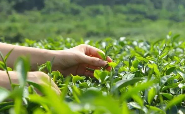 How To Store Fresh Tea Leaves After Picking?