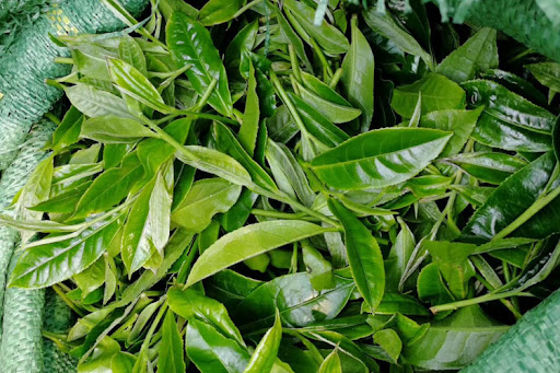 The Standard Of Tea Leaves Picking 1
