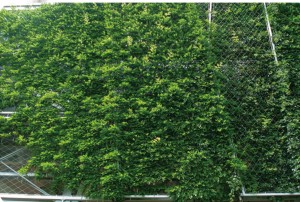 316 High Tensile Green Wall Using Stainless Steel Cable Wire Rope Mesh