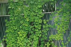 316 High Tensile Green Wall Using Stainless Steel Cable Wire Rope Mesh