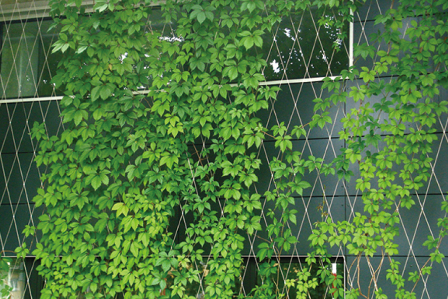 China wholesale Plant Climbing Mesh - 316 High Tensile Green Wall Using Stainless Steel Cable Wire Rope Mesh – Gepair