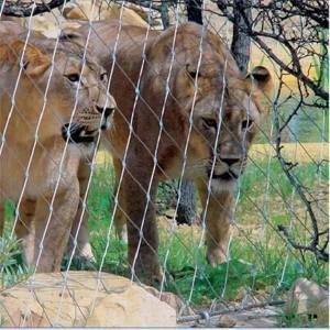 Lion enclosure mesh