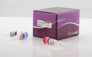 FastKing One Step RT-PCR Kit
