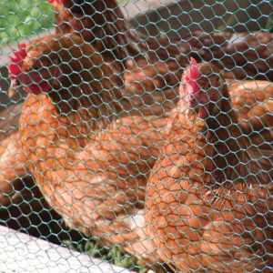 Steel Wire For Chicken Cage