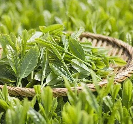 Tea: From Ancient Remedy to Modern Skincare Rising Star
