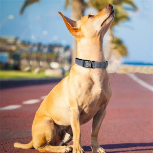 Engraved Cat Collars Custom Soft Neoprene Padded Breathable Nylon Reflective Dog Collar – TTG