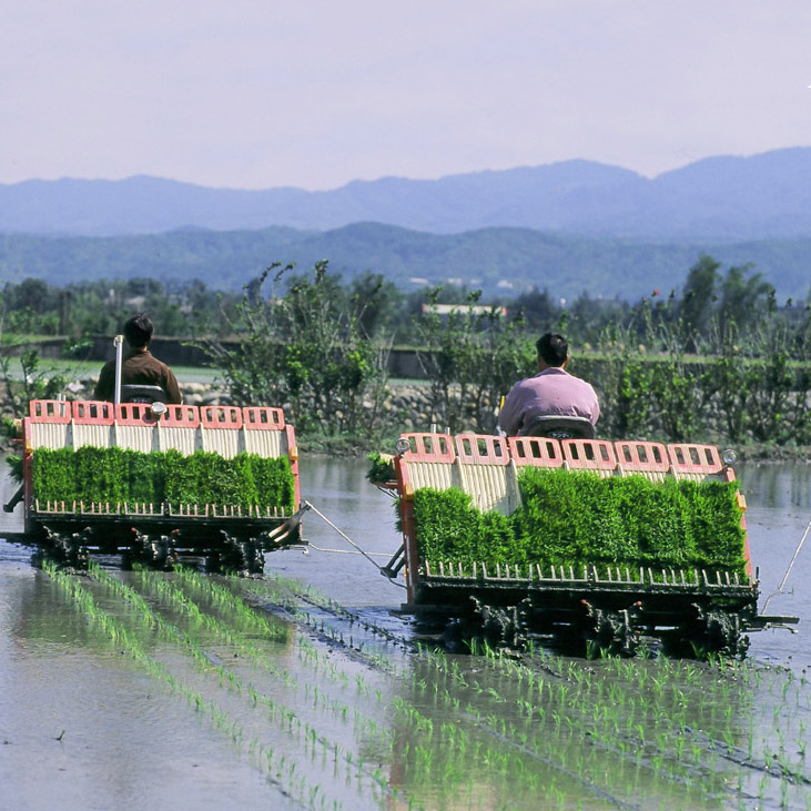 Reispflanzmaschine
