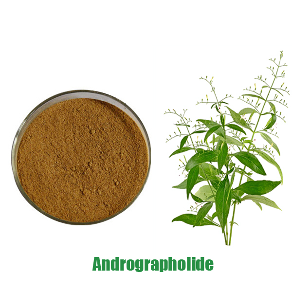 Good Wholesale Vendors Chinese Medicine Antibiotics CAS 5508-58-7 Andrographolide 98%