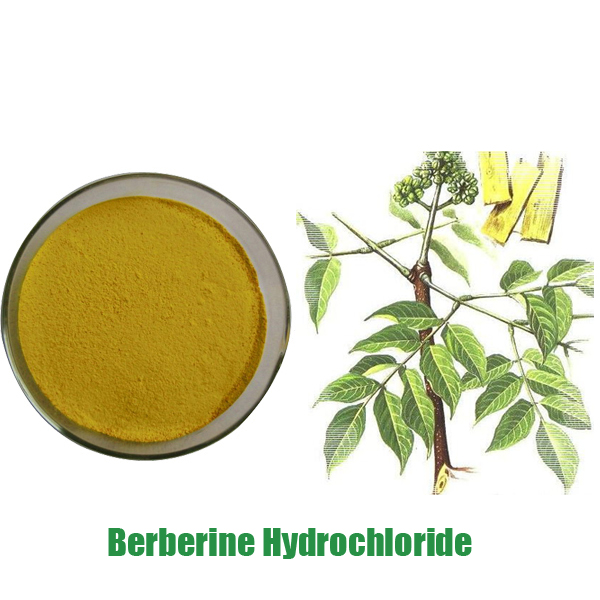 Phellodendron Extract Featured Image