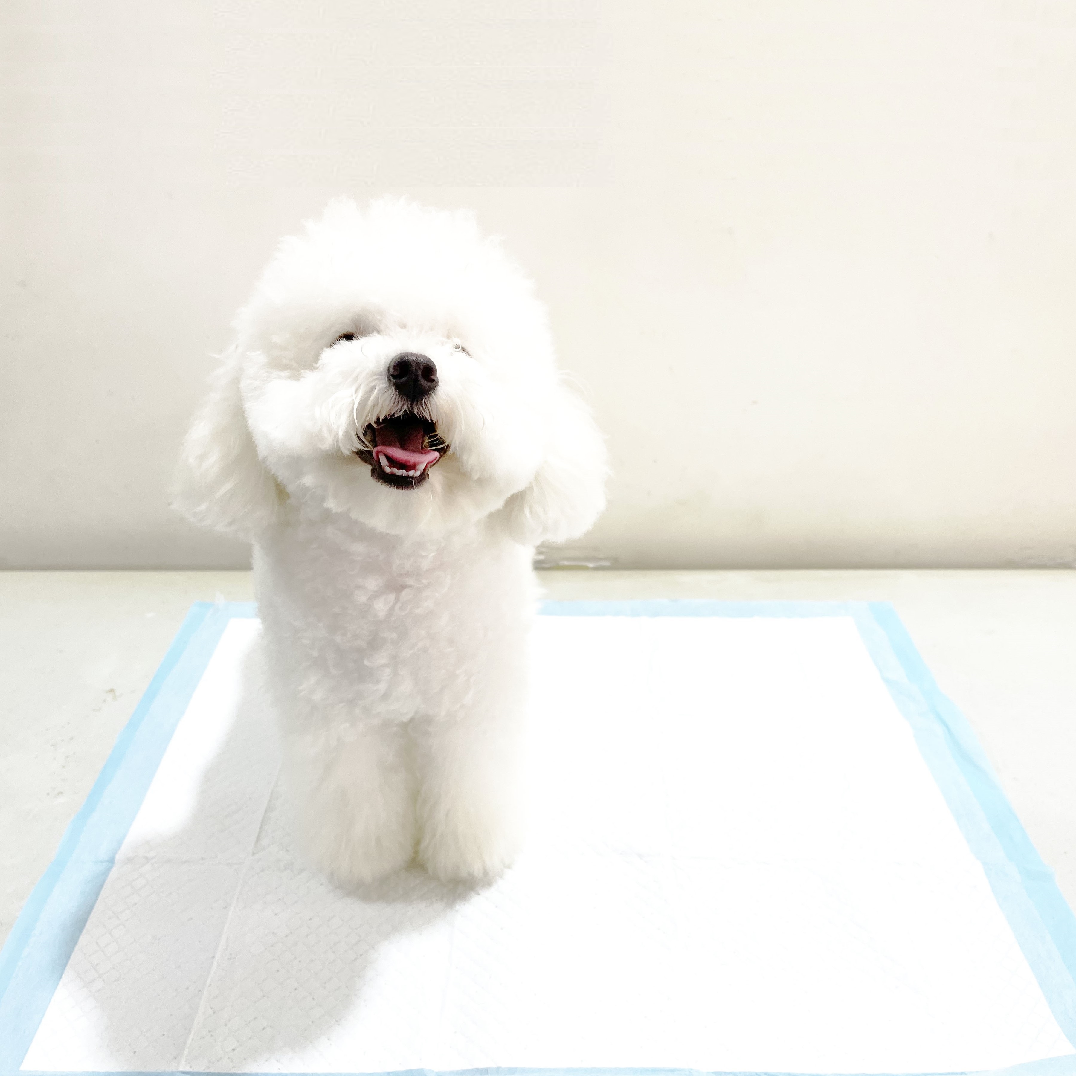 High-Quality Absorbent Pet Food Mat Factory –  Pet urinal pad with high quality materials  – Vamou
