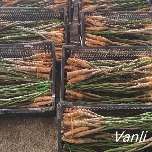 OEM/ODM China Easy House Plants - Pachira Macrocarpa -5 braids bare root  – Vanli