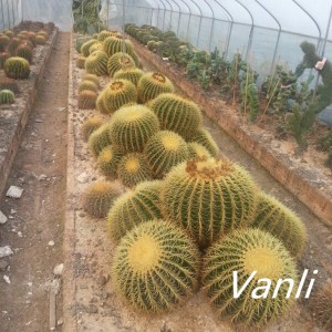 Easy plant big cactus