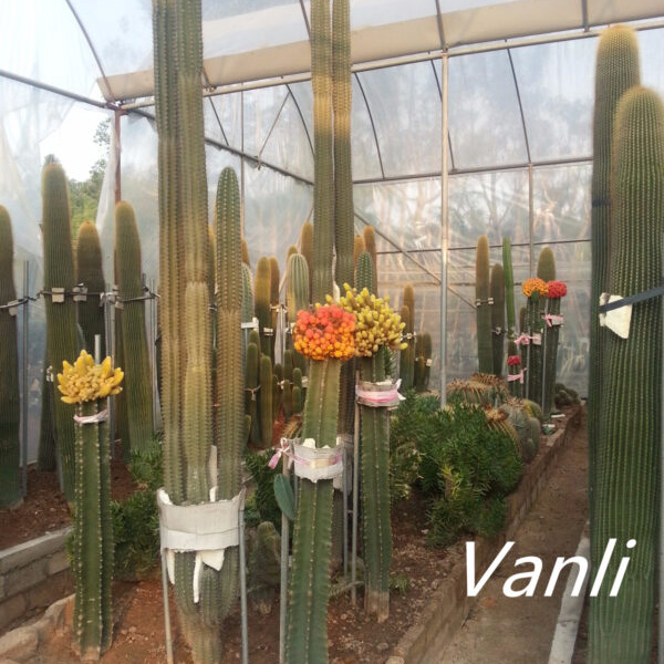 Easy plant big cactus Featured Image