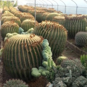 Easy plant big cactus