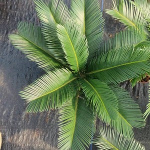 Cycas revoluta in pot with leaves