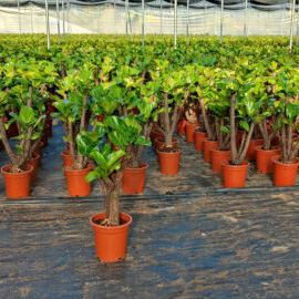 2022 wholesale price China Doll Tree - Ficus lyrate bonsai indoor ornamental   – Vanli