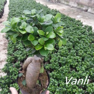 High Quality Ficus Elastica - Bonsai ficus ginseng ficus tree   – Vanli