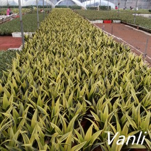 Top quality sansevieria golden flame