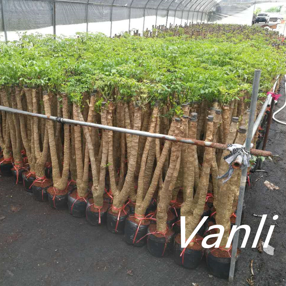China wholesale Queensland Umbrella Tree - Heteropanax fragrans with good root  – Vanli