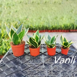 Manufacturer for Snake Plant Golden Hahnii - Snake plant Lotus Hahnii for indoor plants  – Vanli
