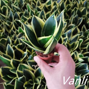 Snake plant Lotus Hahnii for indoor plants