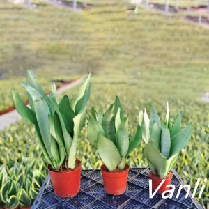 OEM/ODM China Sansevieria Velvet - Easy plant sansevieria Moonshine   – Vanli