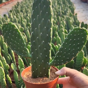 Opuntia Mill in pot foliage live plants