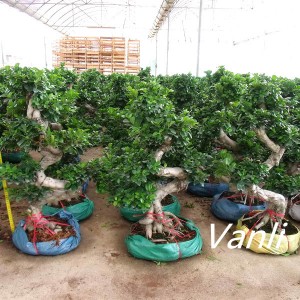 S Shaped Ficus Microcarpa Bonsai