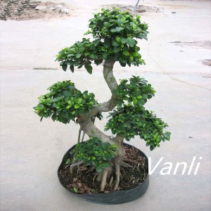 Good Quality Ficus Lyrata - S Shaped Ficus Microcarpa Bonsai  – Vanli
