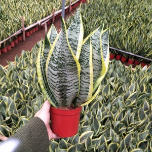 Well rooted sansevieria superba