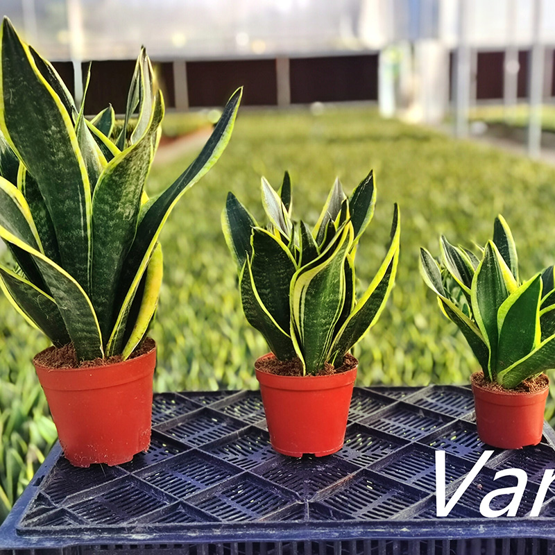 2022 wholesale price Dwarf Sansevieria - Sansevieria Futura Balck potted plant  – Vanli