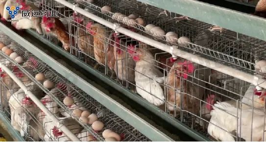 Prevention of Chicken Respiratory Diseases