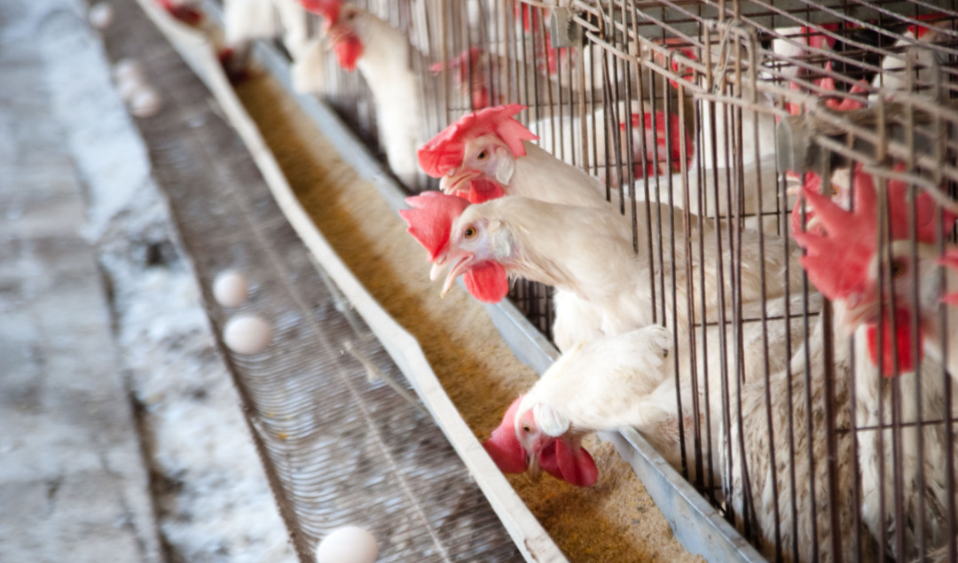 When removing lice and mites encountering bottlenecks, what should chicken farmers do?