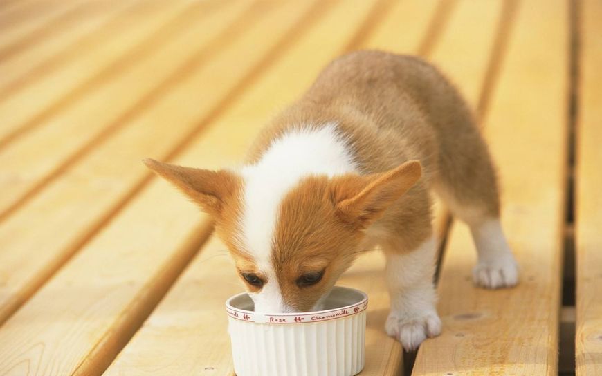 When is the right time to change from a puppy diet to an adult diet?