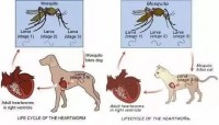 How to prevent dog heartworm in the United States