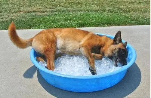 Cats and dogs may also suffer from heatstroke at night
