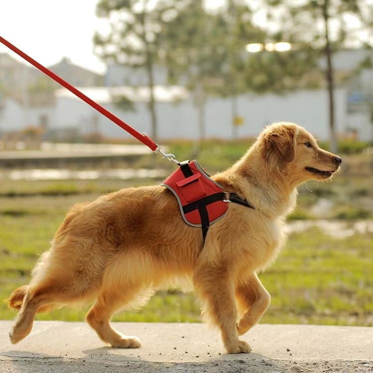 The benefits of dog walking
