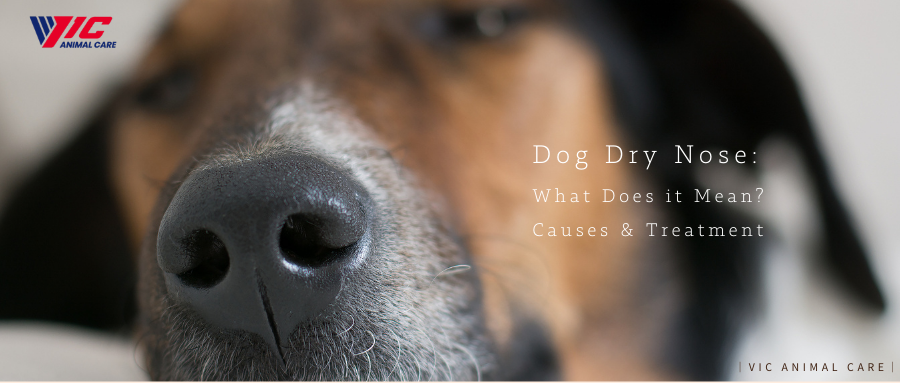 Dog Dry Nose: What Does it Mean? Causes & Treatment