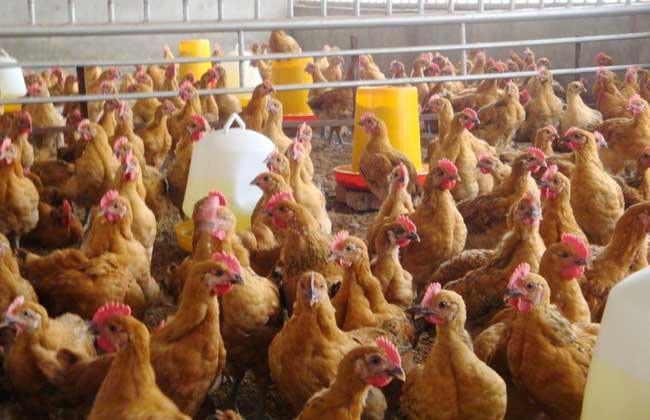 Chicken masters talk about breeding-the mineral feed commonly used in chickens