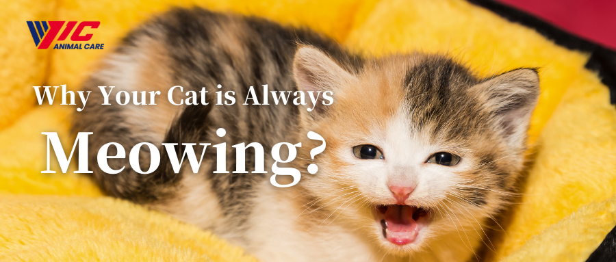 Why Your Cat is Always Meowing?