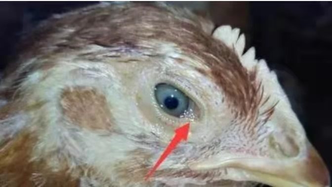 See the picture to know chicken disease