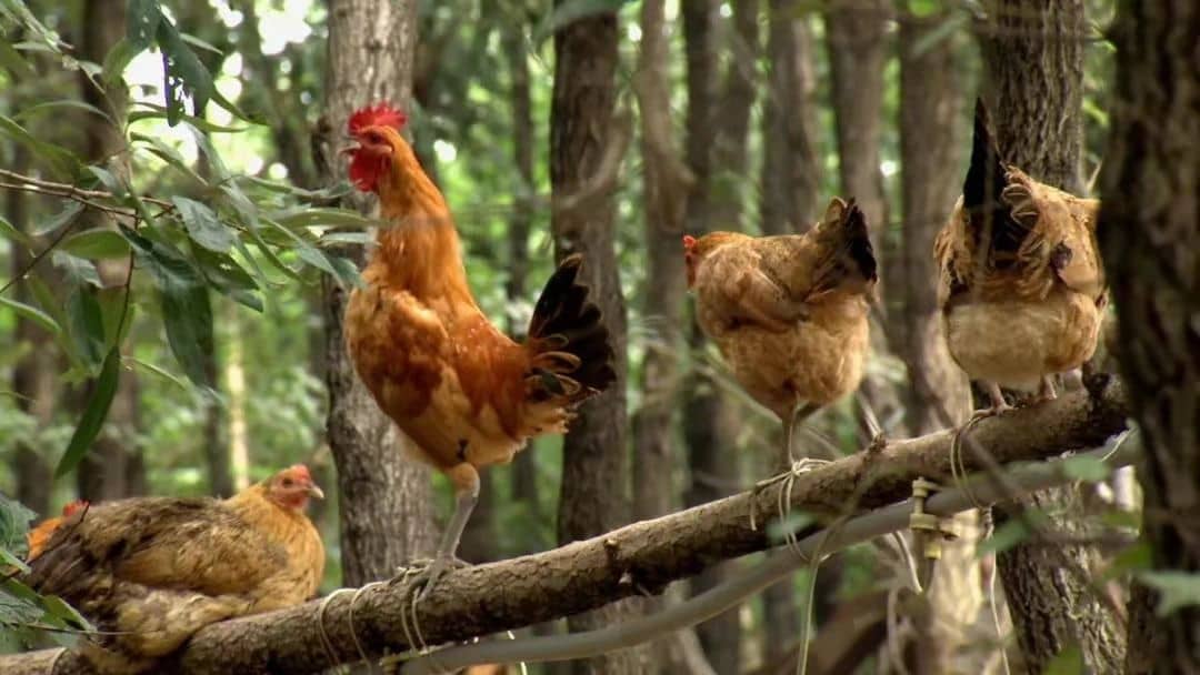 Comparison of conventional modes of poultry farming
