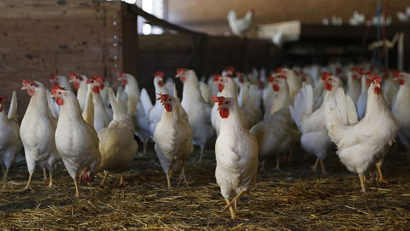 With the advent of summer high temperature and dog days, diarrhea in chicken farms began to break out.How to deal with it?