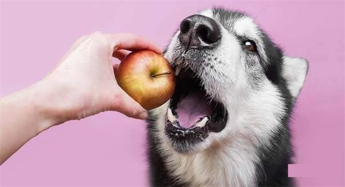 What fruit can dogs eat?
