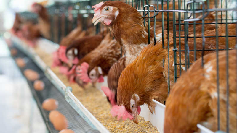 How can small and medium chicken farms cope with the extreme weather in summer after the aggravation of high temperature and high humidity and rainstorm!