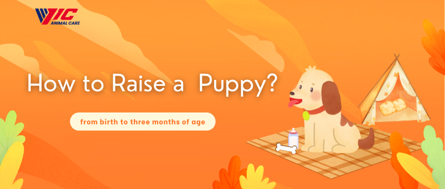 How to Raise a  Newborn Puppy?