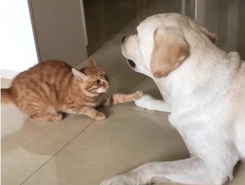 Three stages and key points of cat and dog relationship