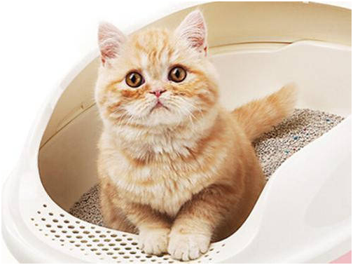 What causes cats to pee frequently, one drop at a time?