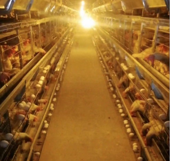 Effect of temperature on feed intake of laying hens